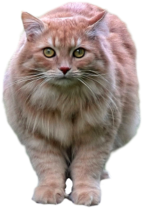 ques image